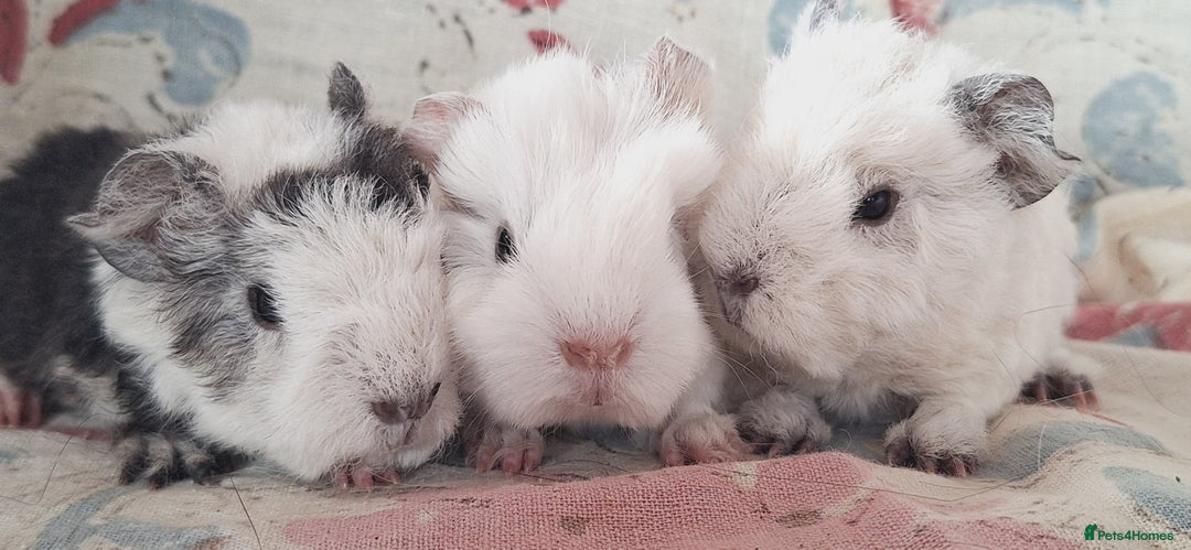 Guinea Pig rodents for sale: BABY GUINEA PIGS AVAILABLE HEREFORDSHIRE  - Image 20