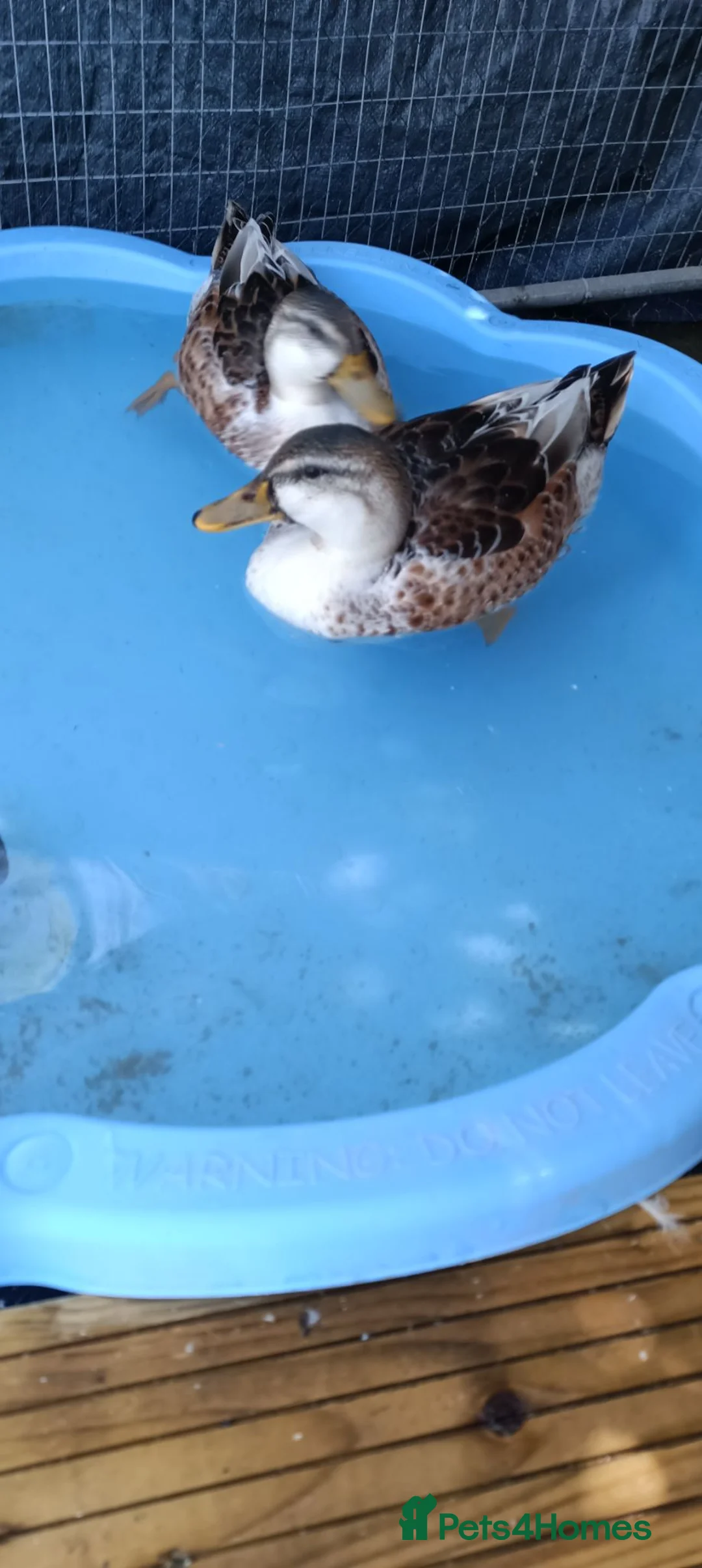 Ducks poultry for sale: Beautiful Miniature Appleyard Ducks  - Advert 2