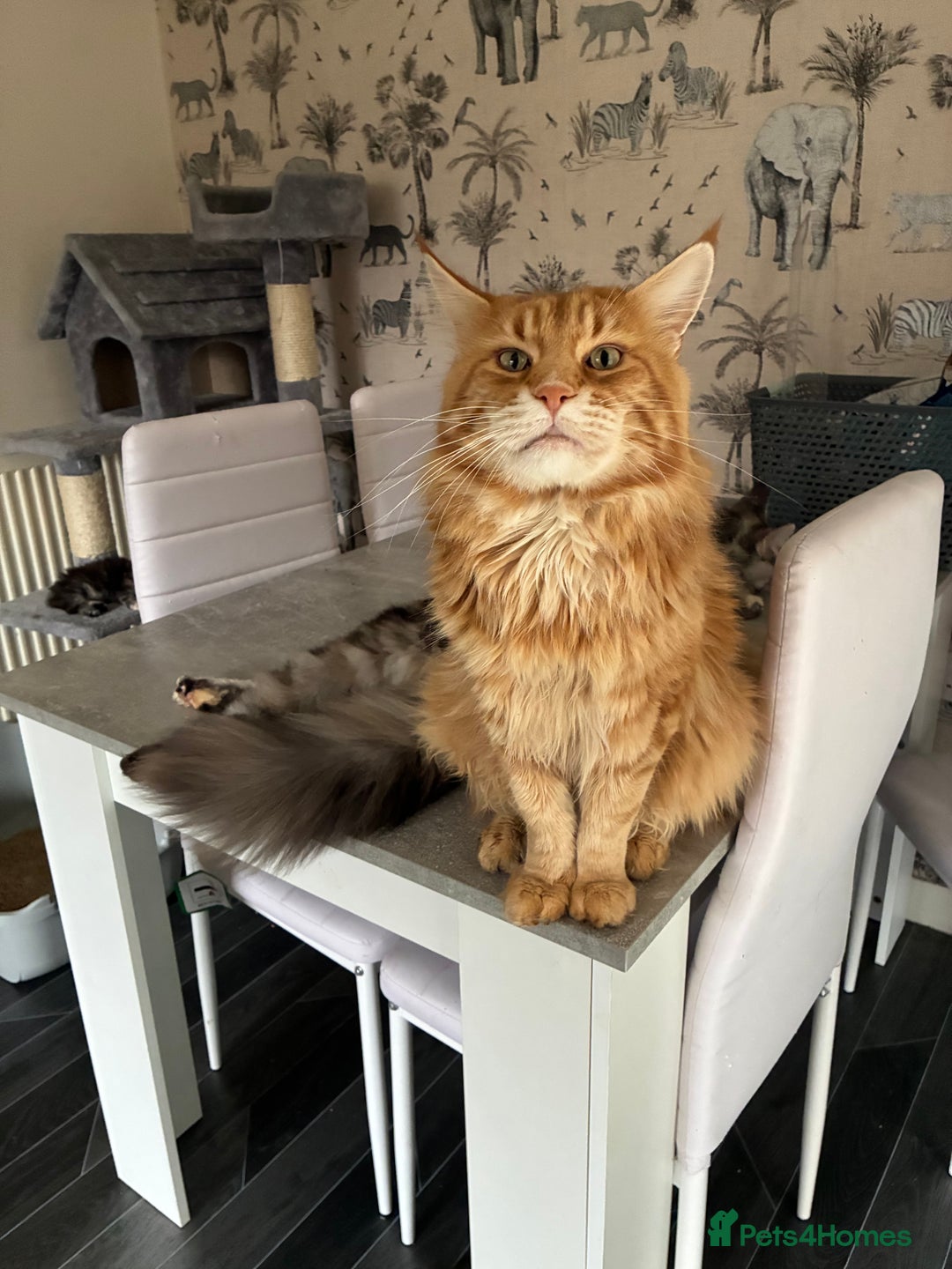Maine Coon cats for sale: Maine Coon Kittens - Advert 32