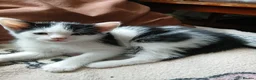 Mixed Breed cats for sale: Beautiful adorable little kitten - Advert 9