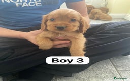 Cocker Spaniel dogs for sale: OUT STANDING GOLDEN SHOW TYPE COCKER SPANIEL  - Image 8