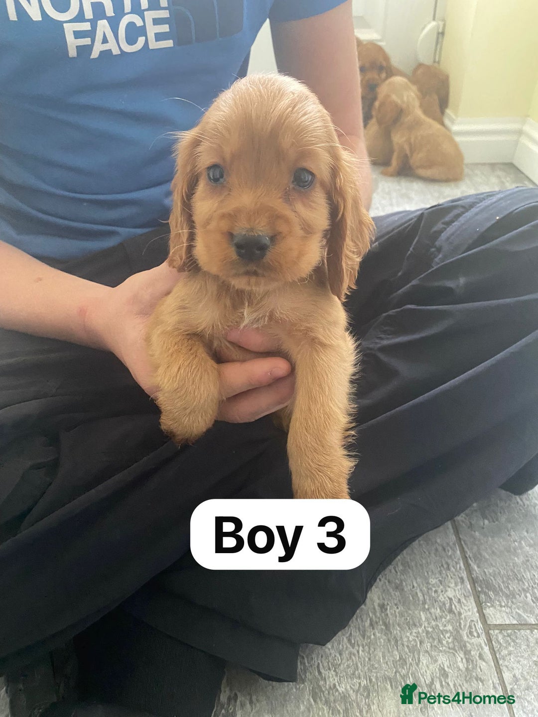 Cocker Spaniel dogs for sale: OUT STANDING GOLDEN SHOW TYPE COCKER SPANIEL  - Image 8