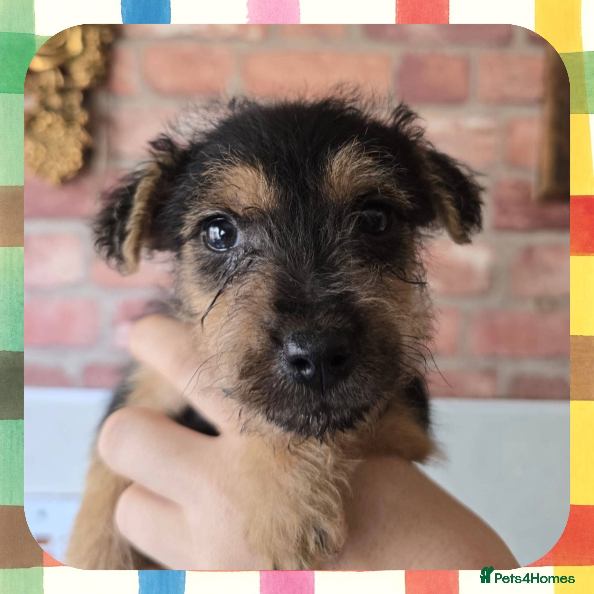 Lakeland Terrier dogs READY LAST FEMALE Middleton line Lakeland terriers - Advert 4
