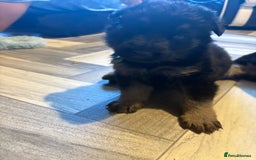 German Shepherd dogs for sale: German shepherd puppies  - Image 9