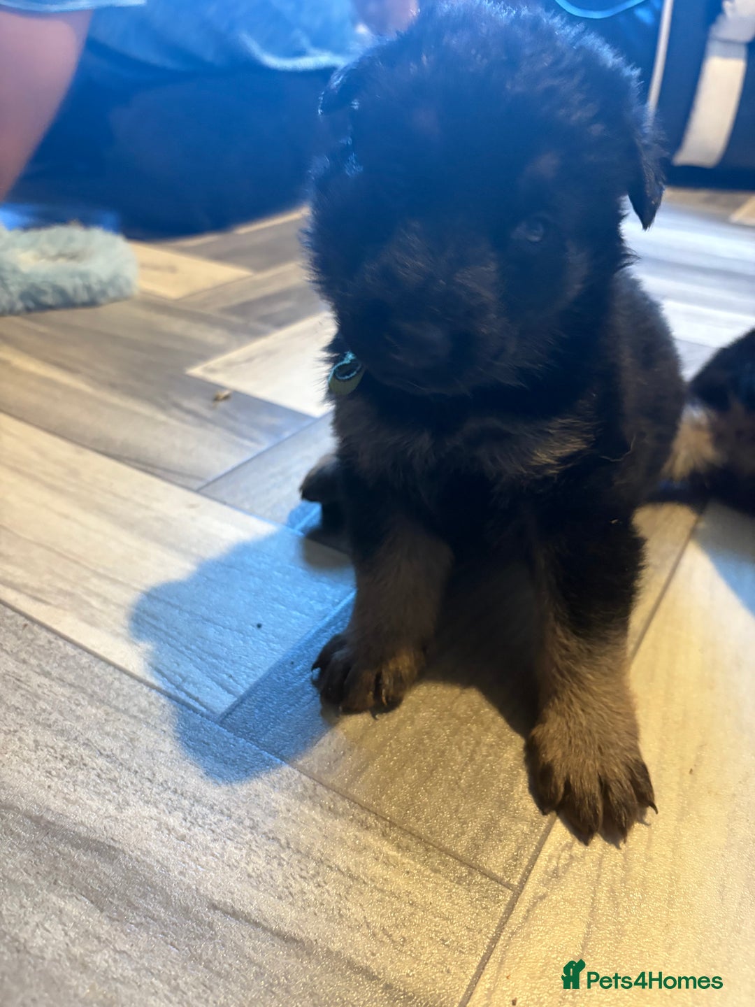 German Shepherd dogs for sale: German shepherd puppies  - Image 9
