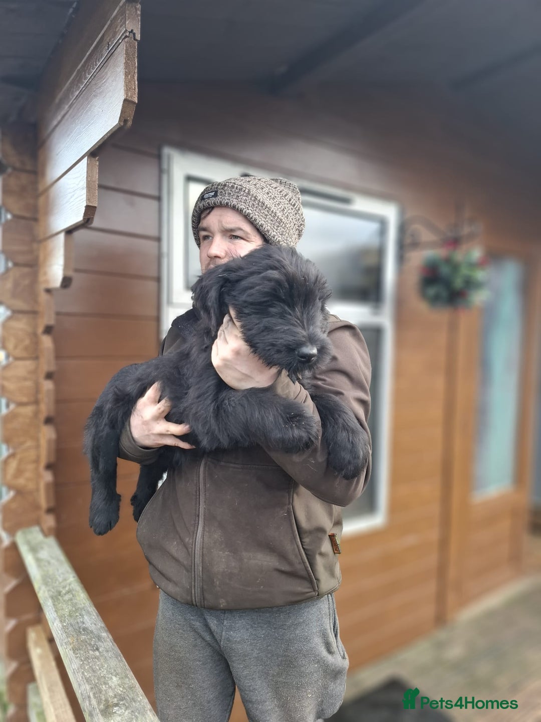 Giant Schnauzer dogs for sale: Giant Schnauzer Puppies  - Advert 15