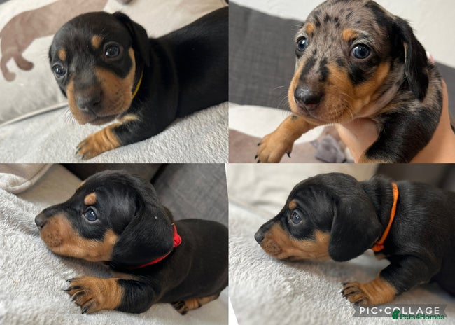 Miniature Dachshund dogs - Advert 4