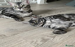 Bengal cats for sale: TICA Registered Silver Bengal Pair - Image 2