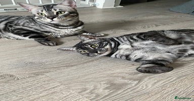 Bengal cats - Advert 8