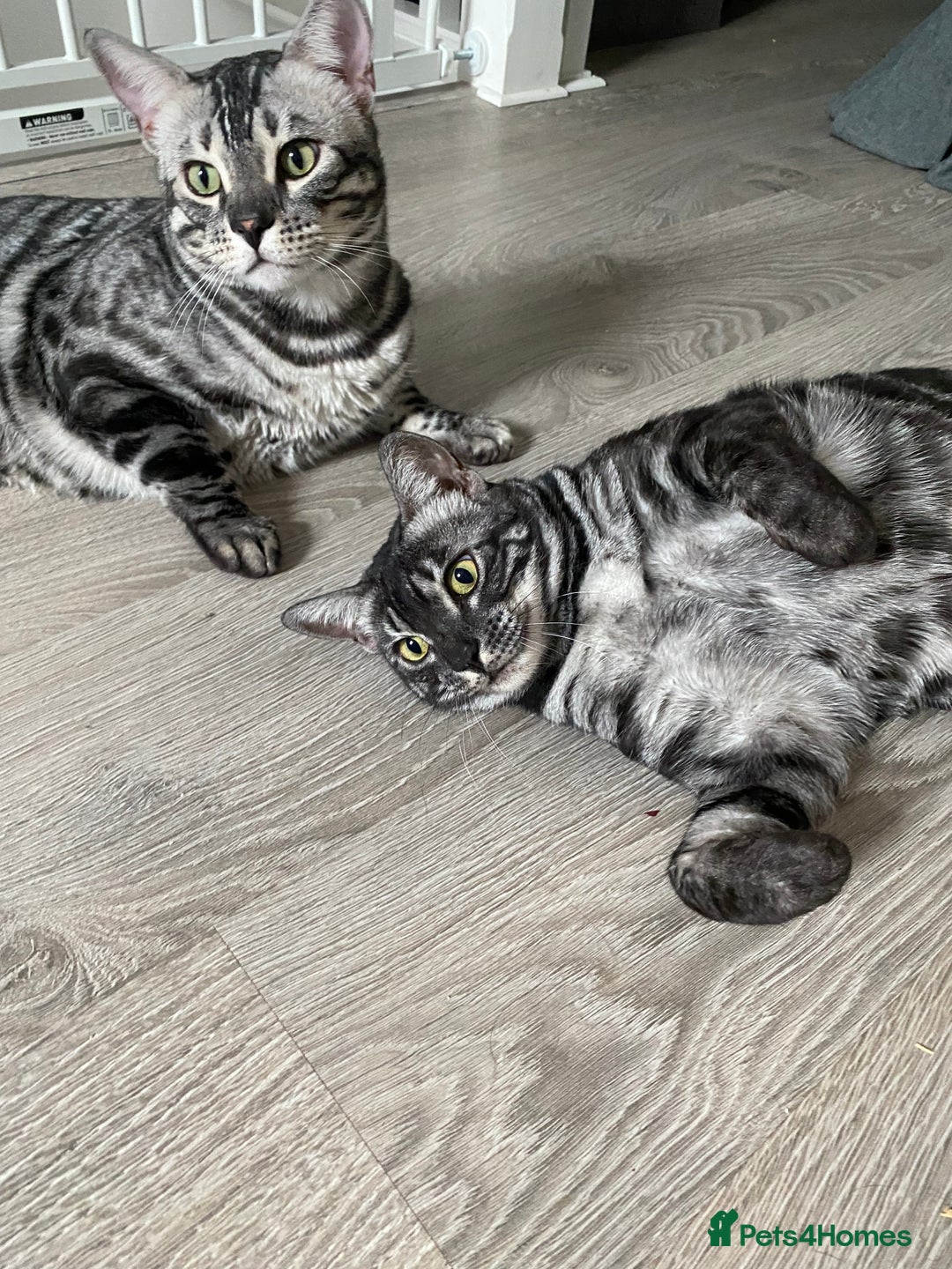 Bengal cats for sale: TICA Registered Silver Bengal Pair - Image 2