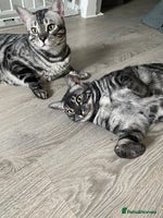 Bengal cats - Advert 8
