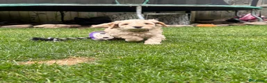 Cockapoo 2