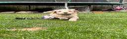 Cockapoo dogs for sale: Cockapoo F1B puppies - Advert 15