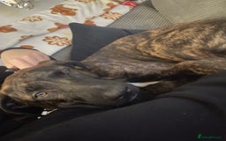 Mixed Breed dogs for sale: Meet Bruno  - Advert 4