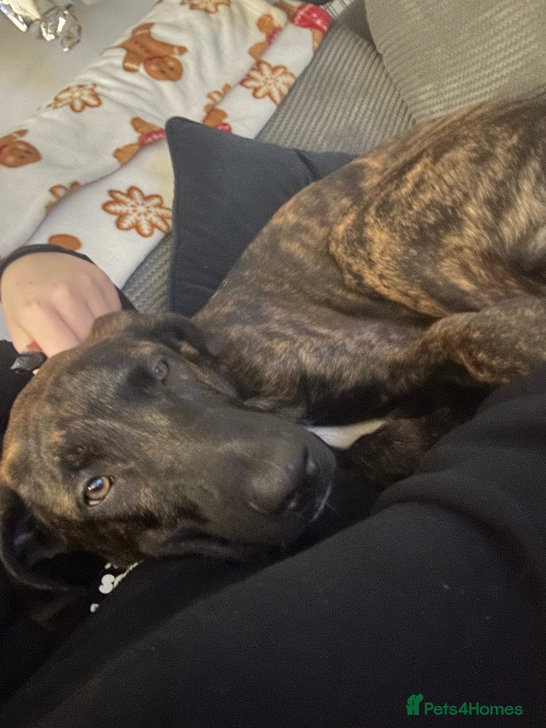 Mixed Breed dogs for sale: Meet Bruno  - Advert 4