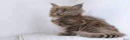 Maine Coon cats for sale: Blue maine coon kittens -DNA health tested parents - Advert 3