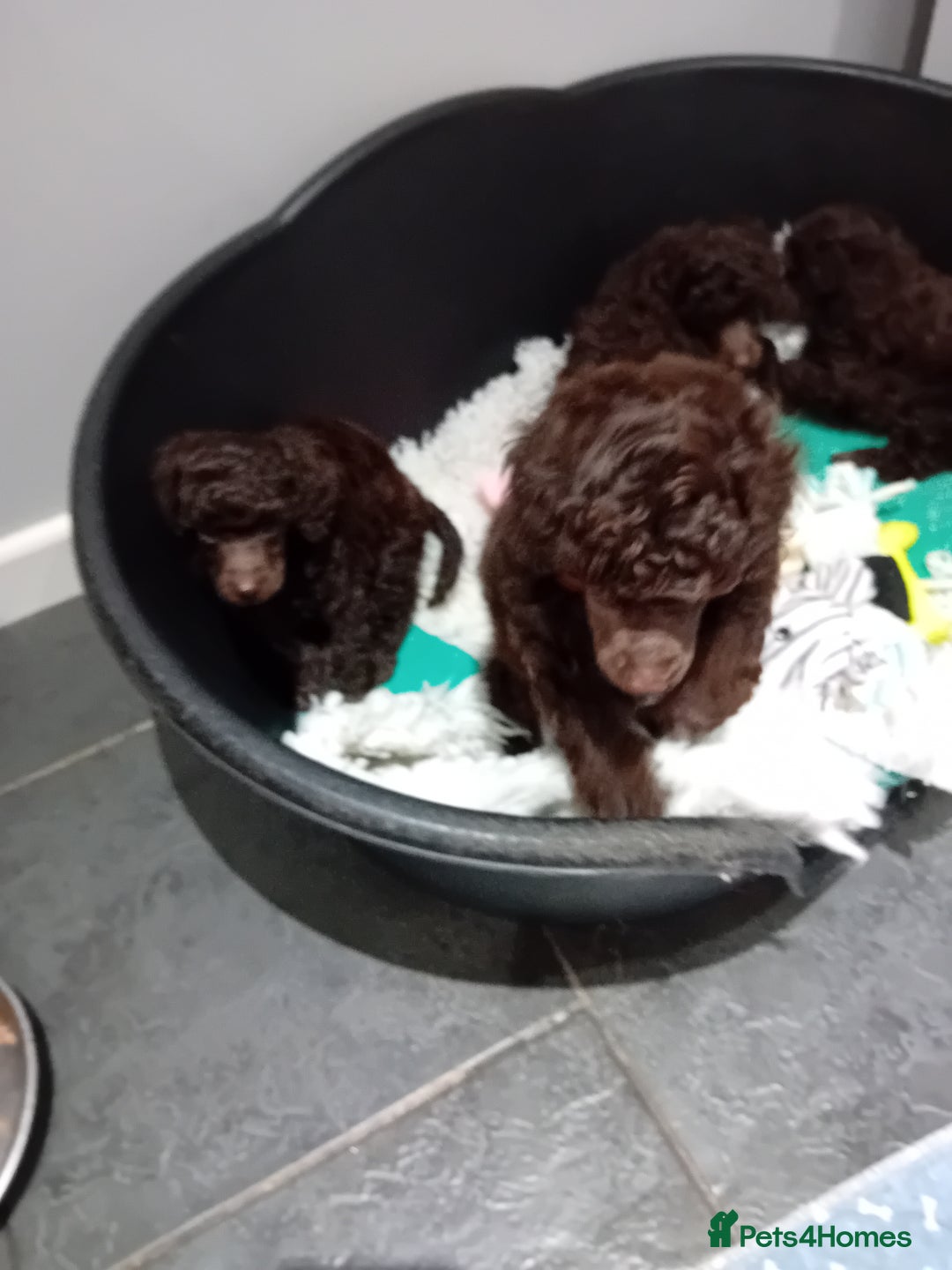 Toy Poodle dogs for sale: Toy poodle  - Advert 7