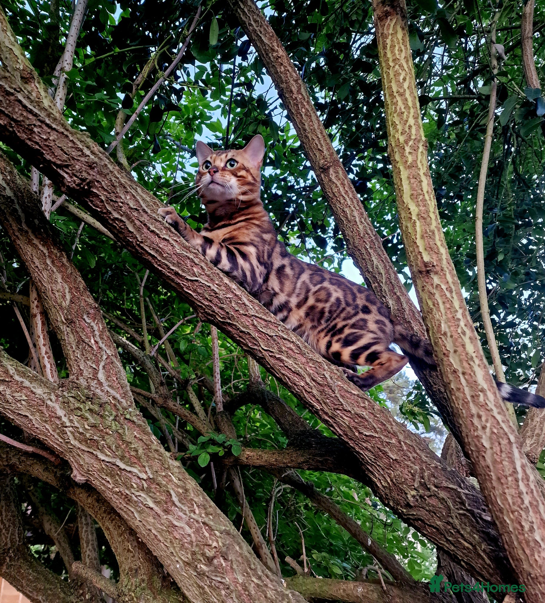 Bengal cats Bengal cat for stud, Fabio. - Advert 7