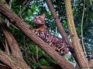 Bengal cats Bengal cat for stud, Fabio. - Advert 7