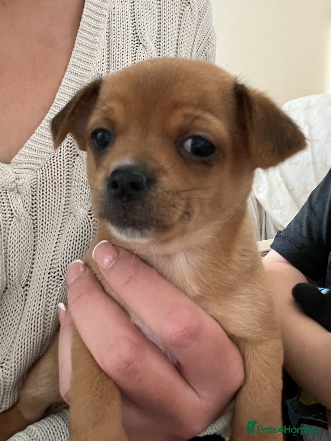 Chihuahua dogs for sale: Beautiful chihuahuas looking for forever homes - Image 2