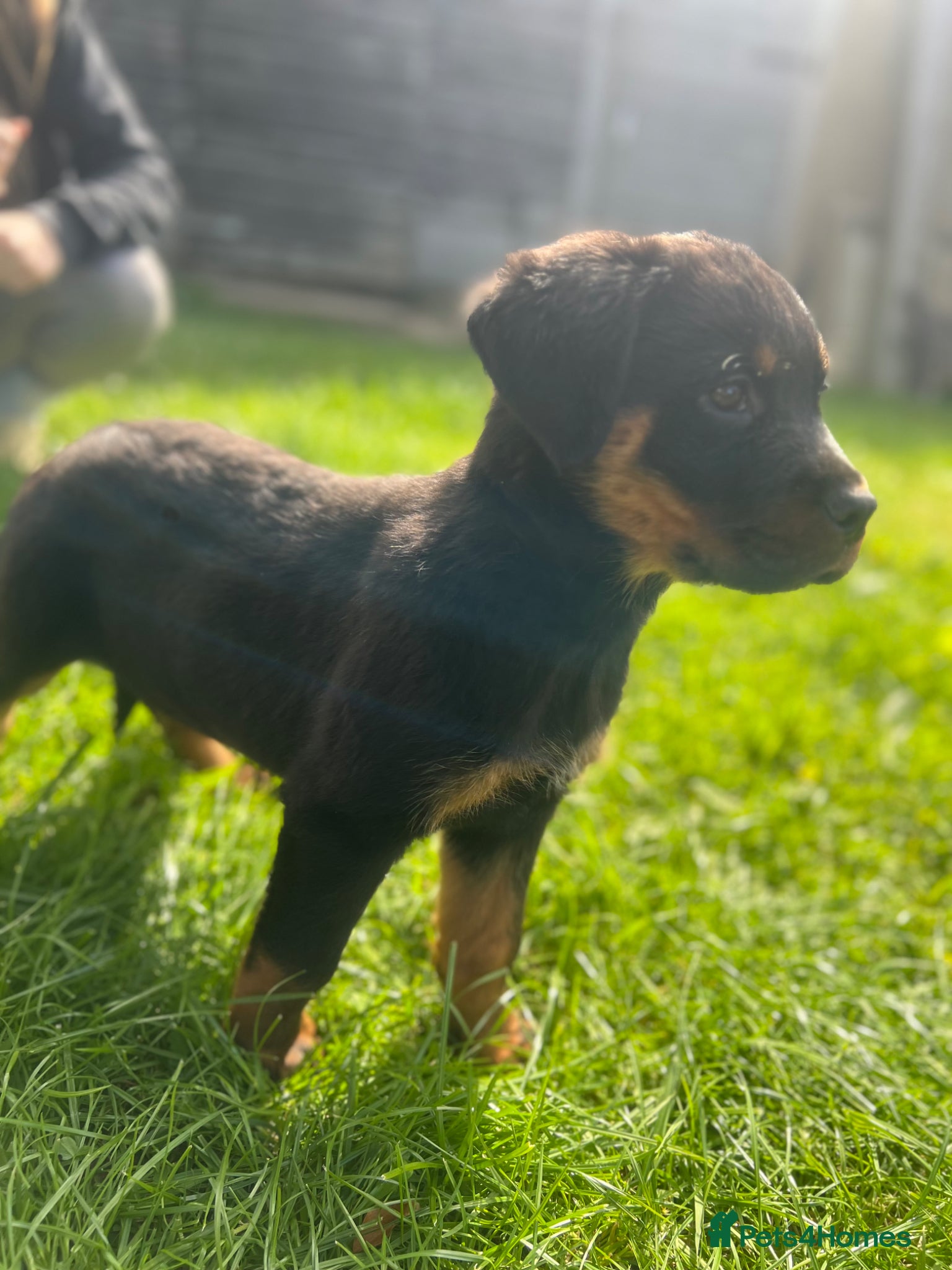 Rottweiler dogs Gorgeous last Rottweiler female 🐾 - Advert 3
