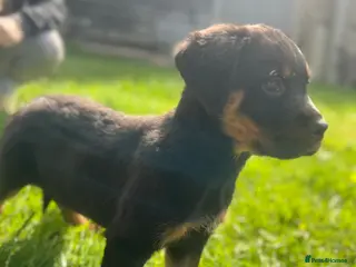 Rottweiler dogs Gorgeous last Rottweiler female 🐾 - Advert 3