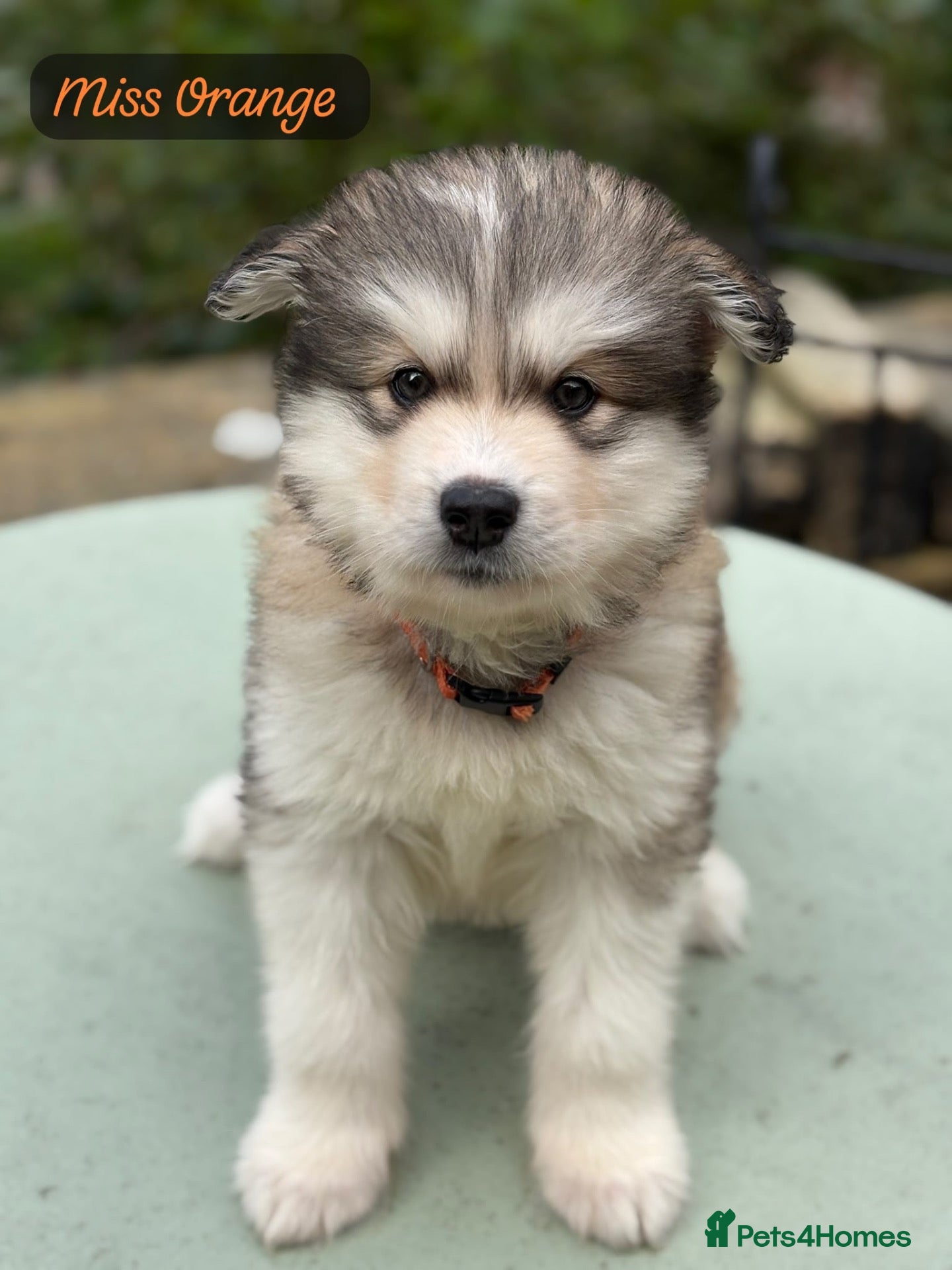 Alaskan Malamute dogs Behaviourist Raised Malamute Champion Line Pups  - Advert 1