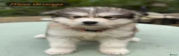 Alaskan Malamute dogs for sale: READY NOW Champion line KC Alaskan Malamute Pups  - Advert 14