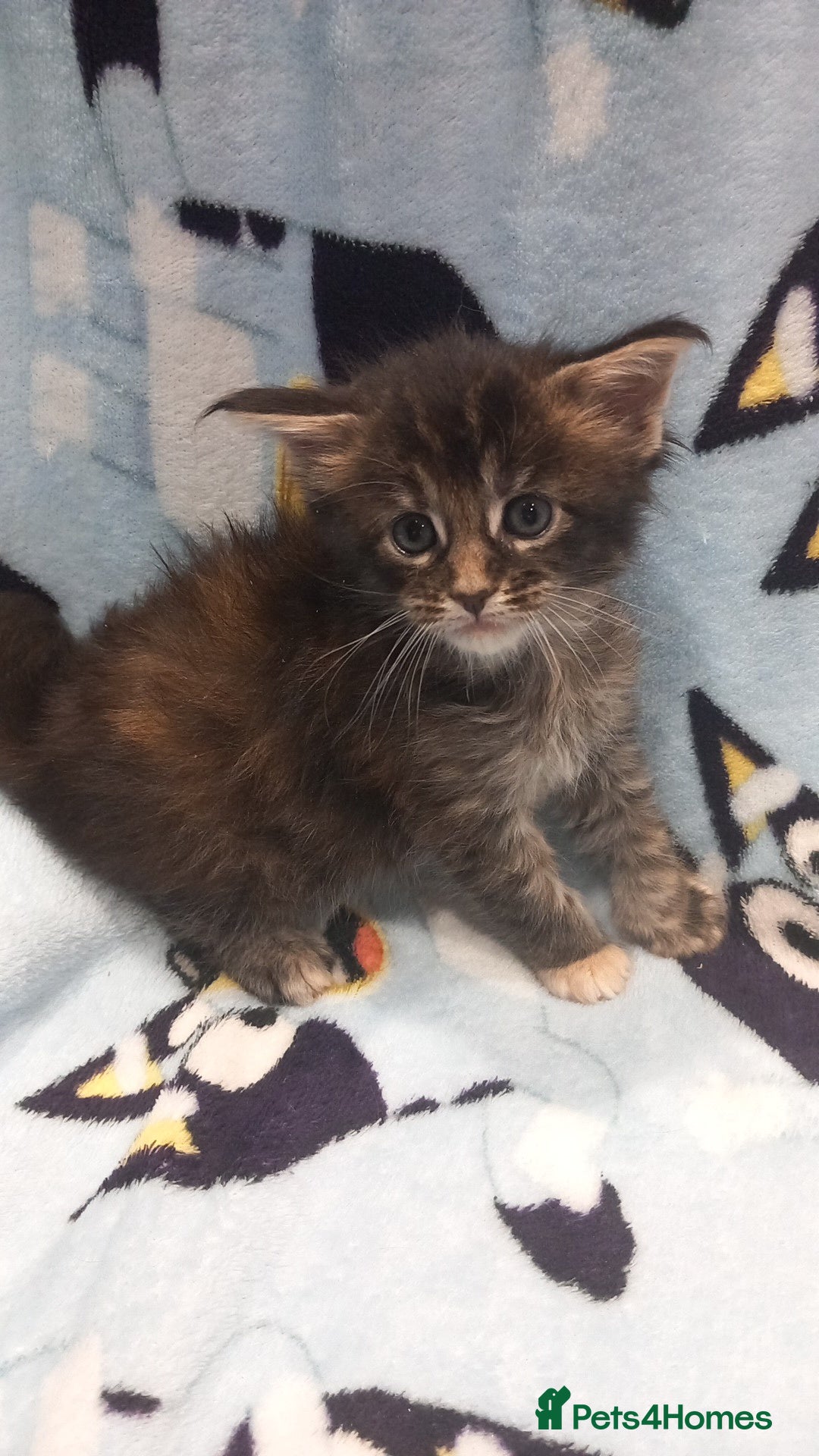 Maine Coon cats for sale: Beautiful Maine Coon kittens  - Advert 1