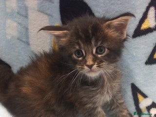 Maine Coon cats Beautiful Maine Coon kittens - Advert 2