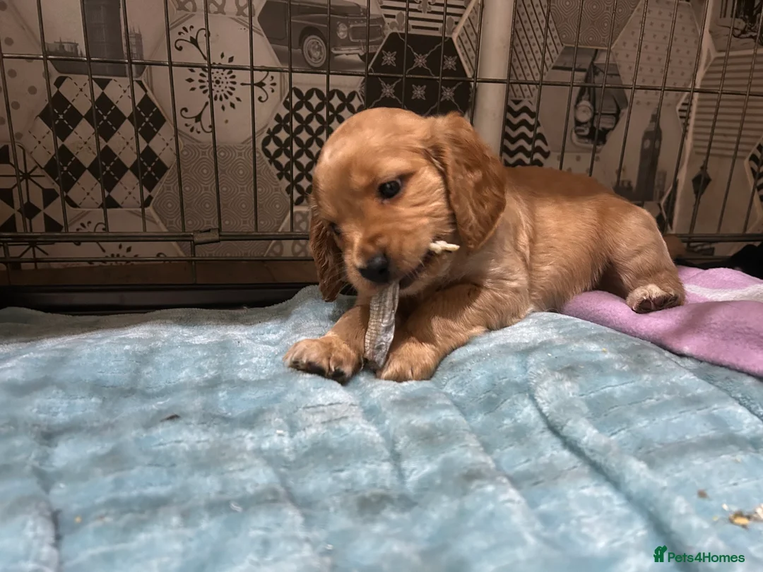 Cockapoo dogs for sale: Cockapoo puppy red male - Advert 9