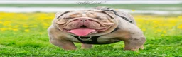 English Bulldog dogs for stud: Lilac and tan Merle carrying curly  - Advert 3