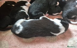 Border Collie dogs for sale: Border Collie Pups - Image 3