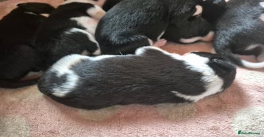 Border Collie dogs - Advert 3