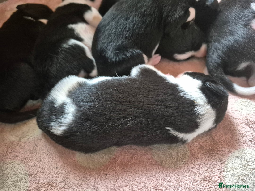 Border Collie dogs for sale: Border Collie Pups - Image 3