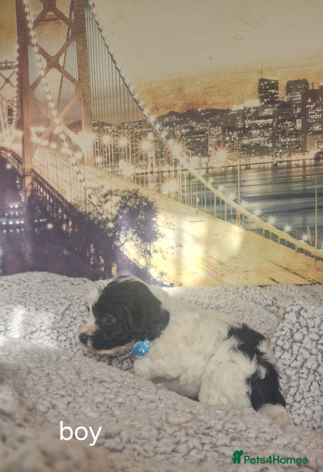 Cockapoo dogs for sale: 4 outstanding cockerpoos  - Image 10