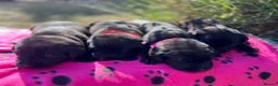 Labrador Retriever dogs for sale: Exquisite KC FTCH Labrador Puppies - Advert 17