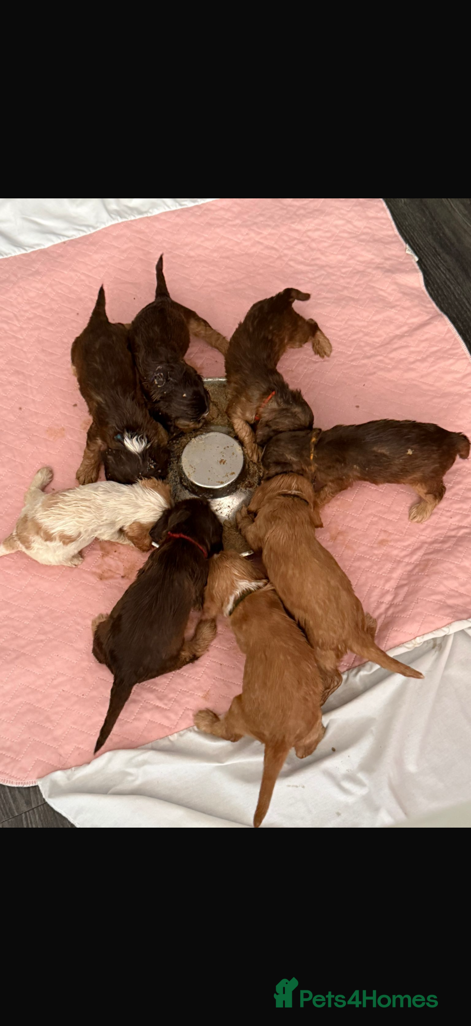 Cocker Spaniel dogs Stunning Show Cocker Spaniel Puppies - Advert 2