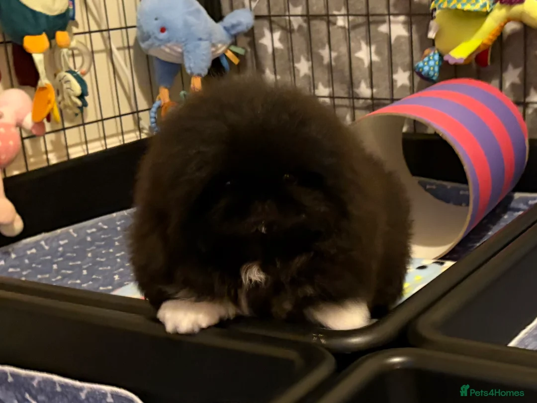 Pekingese dogs for sale: Biggiwigs Pekingese availability Last two boy pups - Advert 3