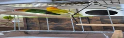 Lovebirds birds for sale: Two lovely Lovebirds.  in Hereford - Advert 6