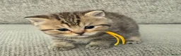 British Shorthair cats for sale: Gorgeous Golden Tabby ✨ British Shorthair Kitten ⭐ - Advert 24