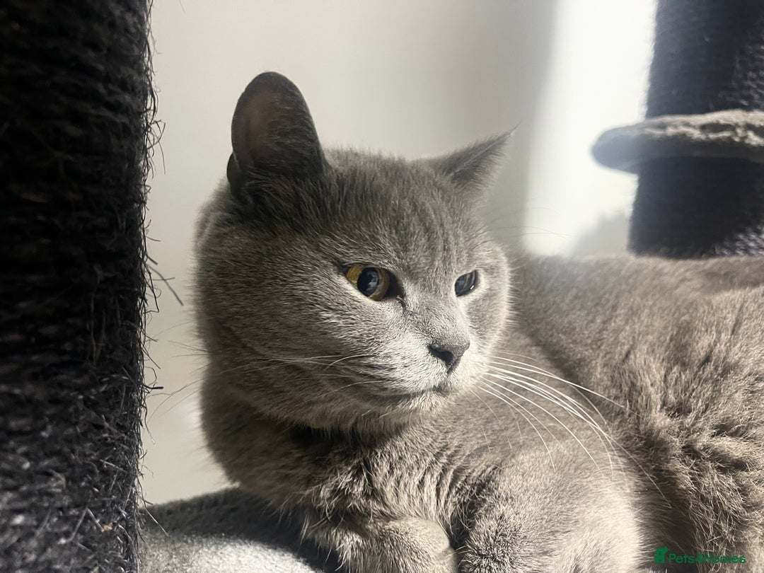 British Shorthair cats for sale: 2 BSH girls for sale together or separate - Image 1