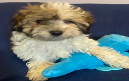 Mixed Breed dogs for sale: Beautiful Shihpoo cross maltese puppies - Image 17