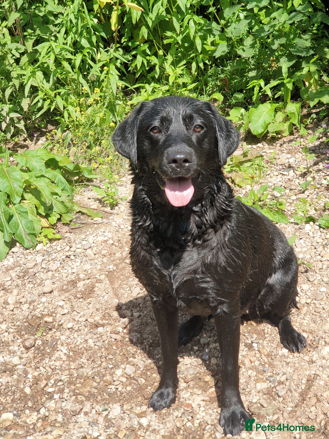 Labrador Retriever dogs for sale: Healthy Labrador Puppies Looking for Forever Homes - Advert 5