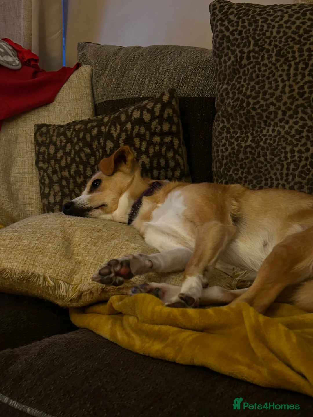 Mixed Breed dogs for sale: Amber in Tidworth - Advert 1