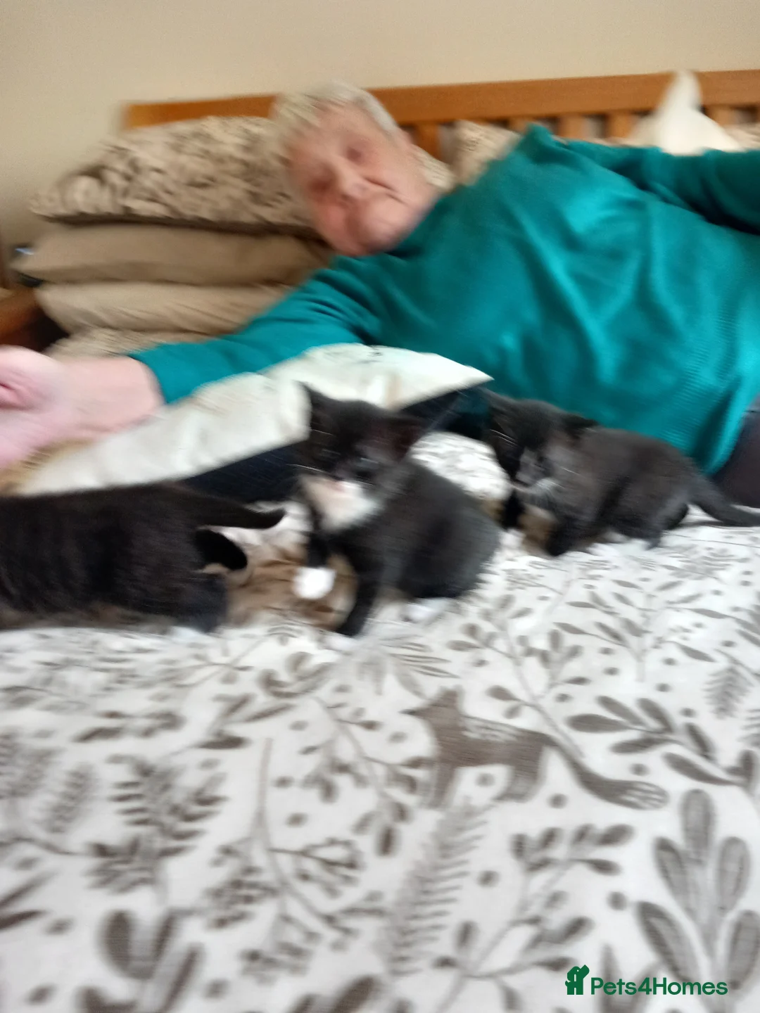 Mixed Breed cats for sale: Kittens .......................................... - Advert 6