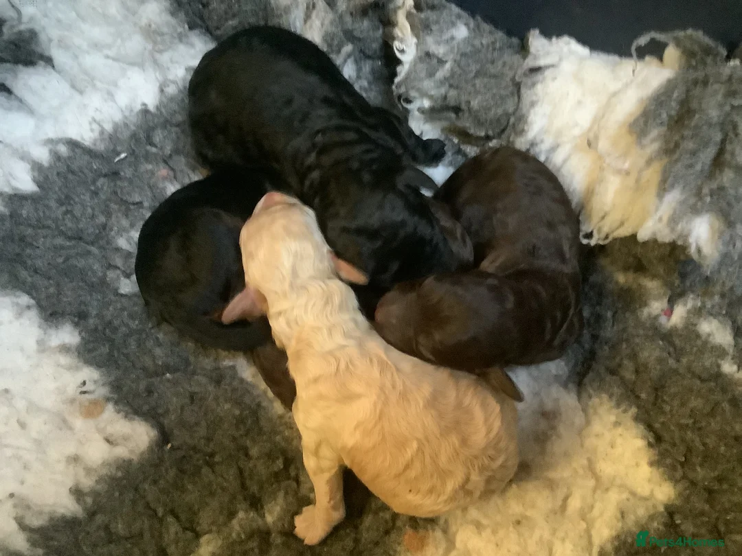 Miniature Poodle dogs for sale: MINIATURE POODLE PUPPIES x5 chocolate & apricot - Advert 3