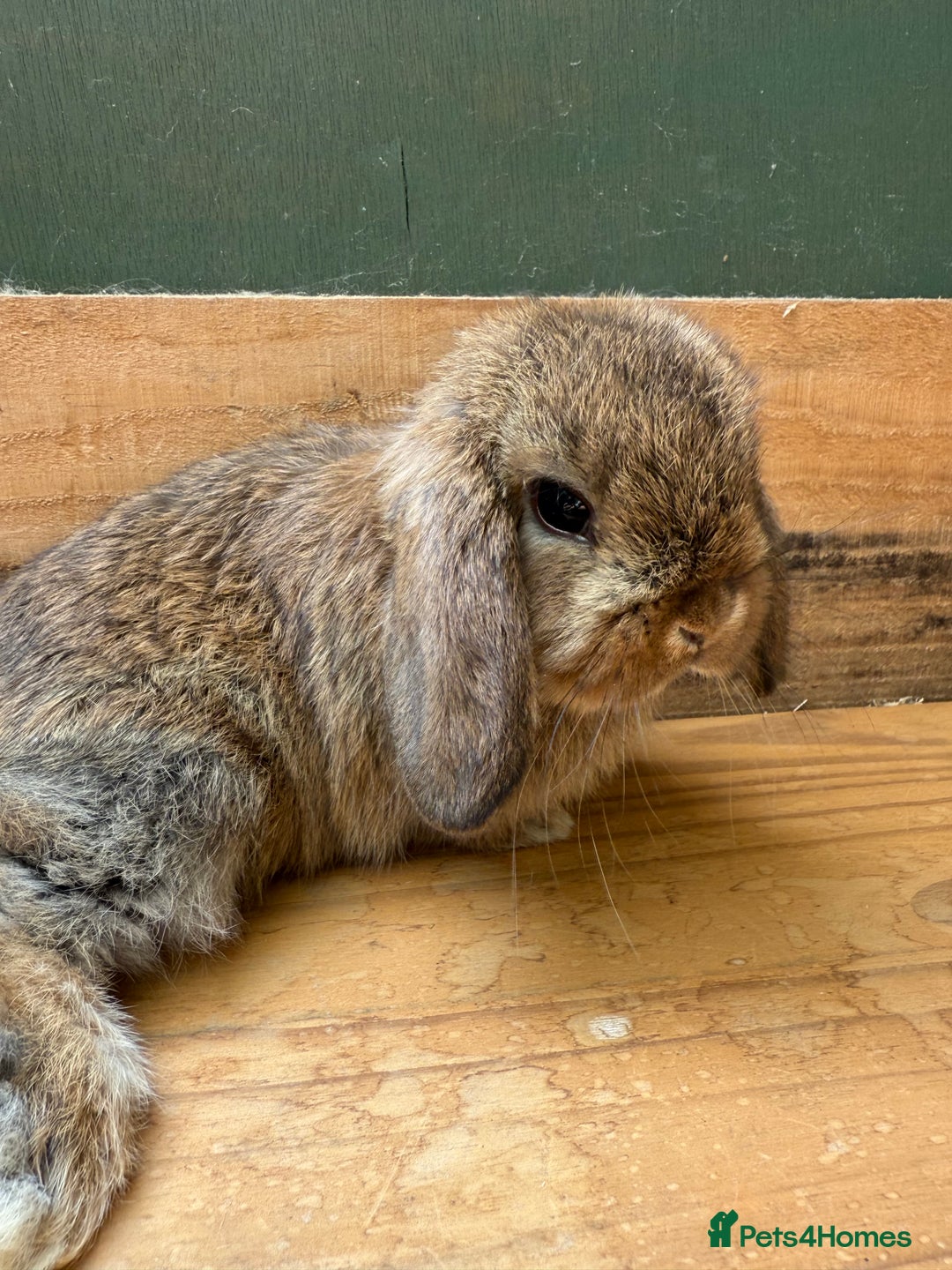 Mini Lop rabbits for sale: MINI LOP BUNNIES - PEDIGREE  - Image 35