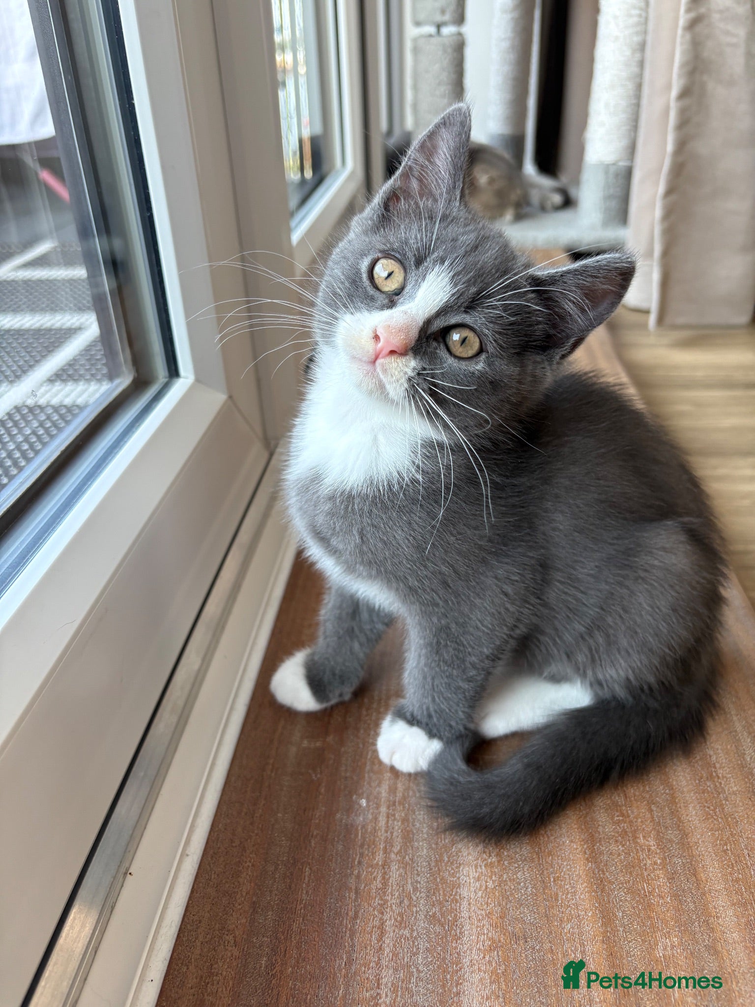 Mixed Breed cats Scottish fold mixed with mixed breed 2 boys  - Advert 5