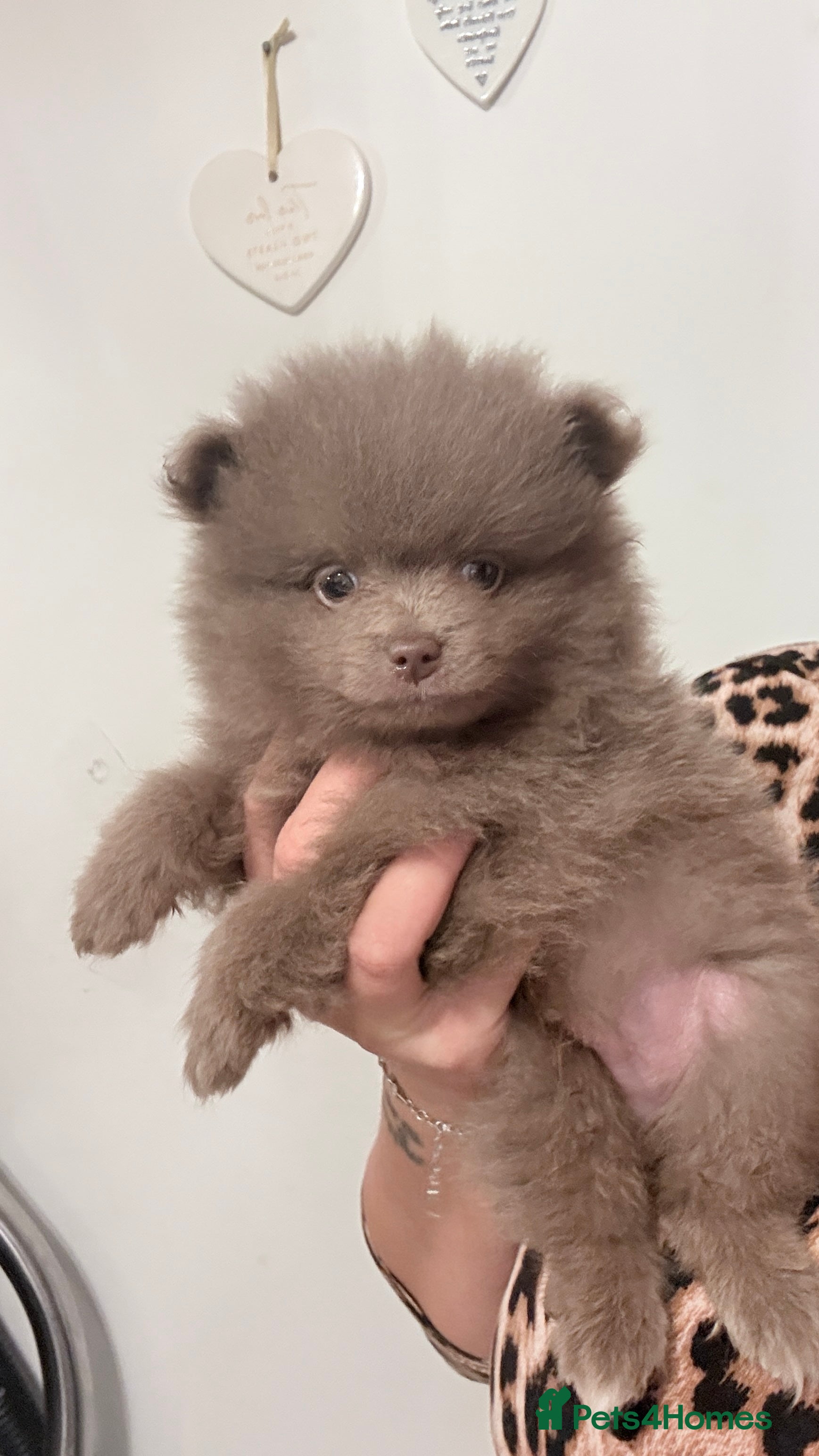 Pomeranian dogs Last boy Pom, Kc reg champion Russian bloodline - Advert 1